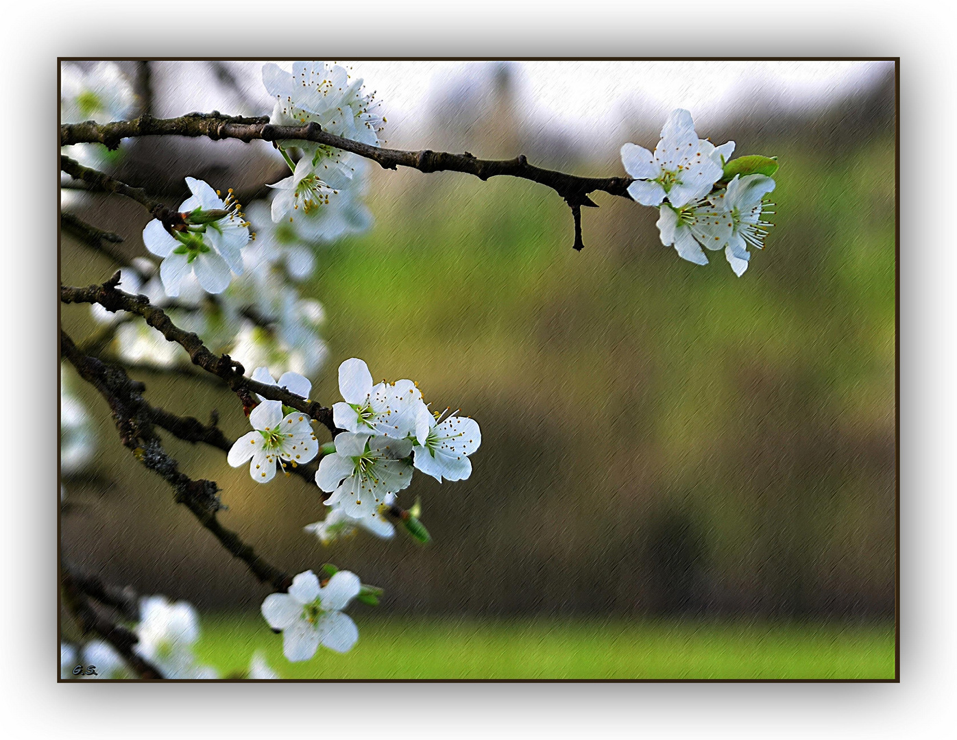 Zwetschgen- Blüte