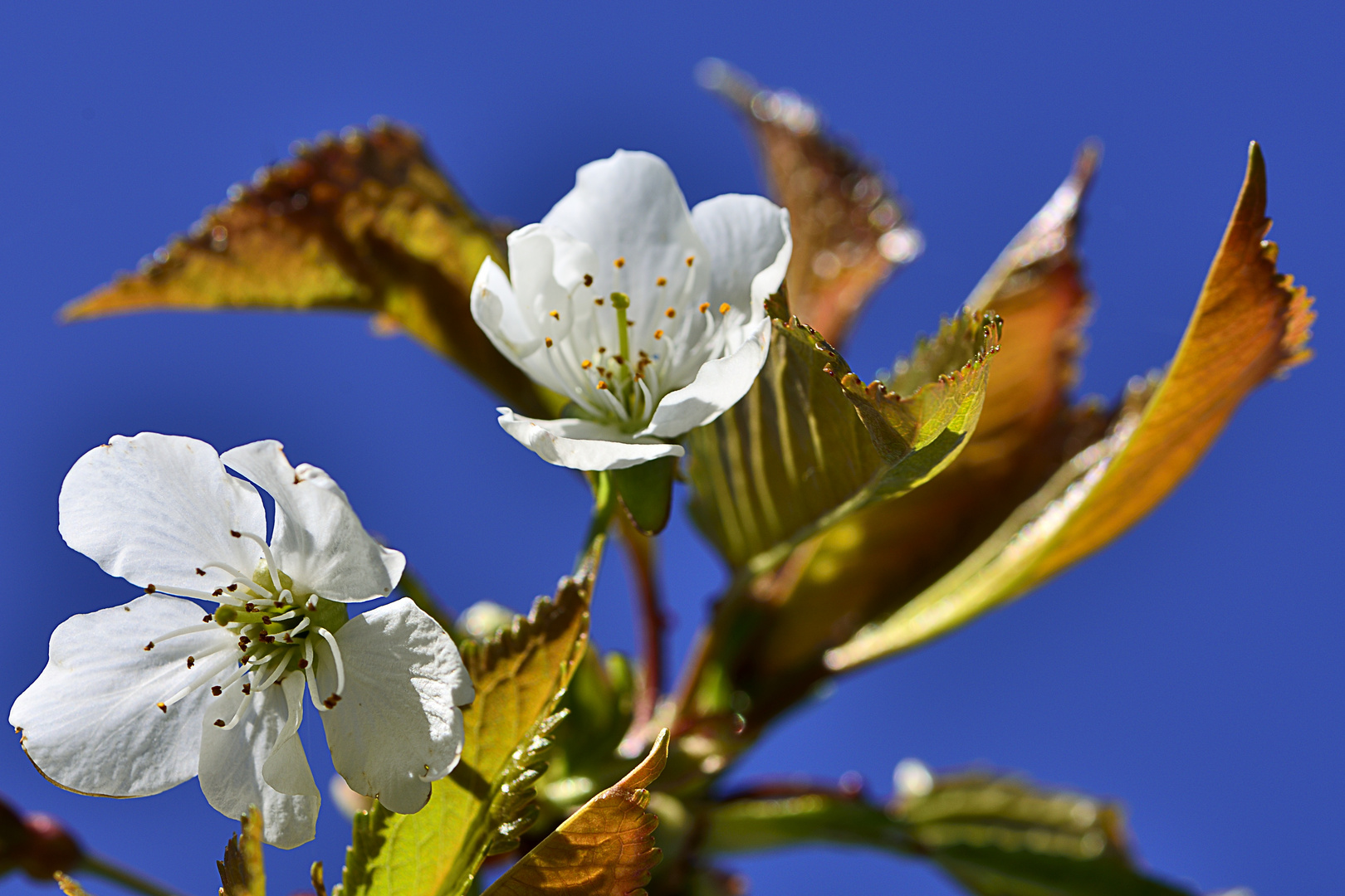 Zwetschgen- Blüten