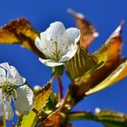 Zwetschgen- Blüten