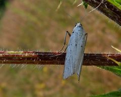 Zwetschgen-Gespinstmotte Yponomeuta padella