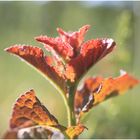 Zwetschgenbaum (leider unnütz)