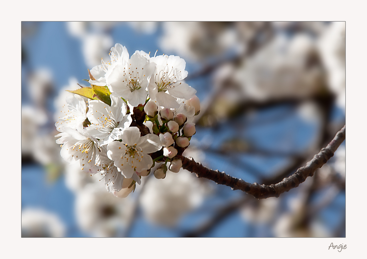 Zwetschgenblüte