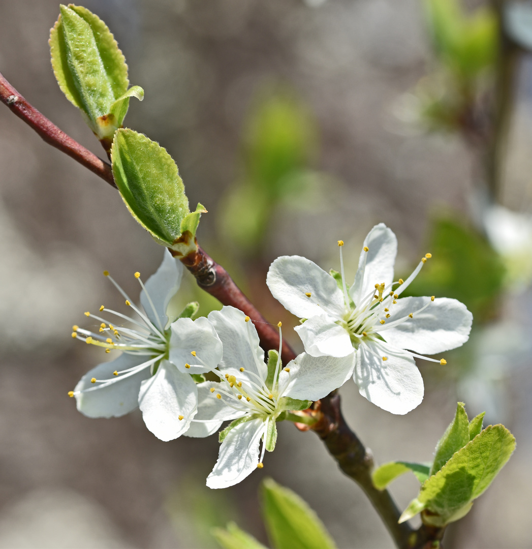 Zwetschgenblüte