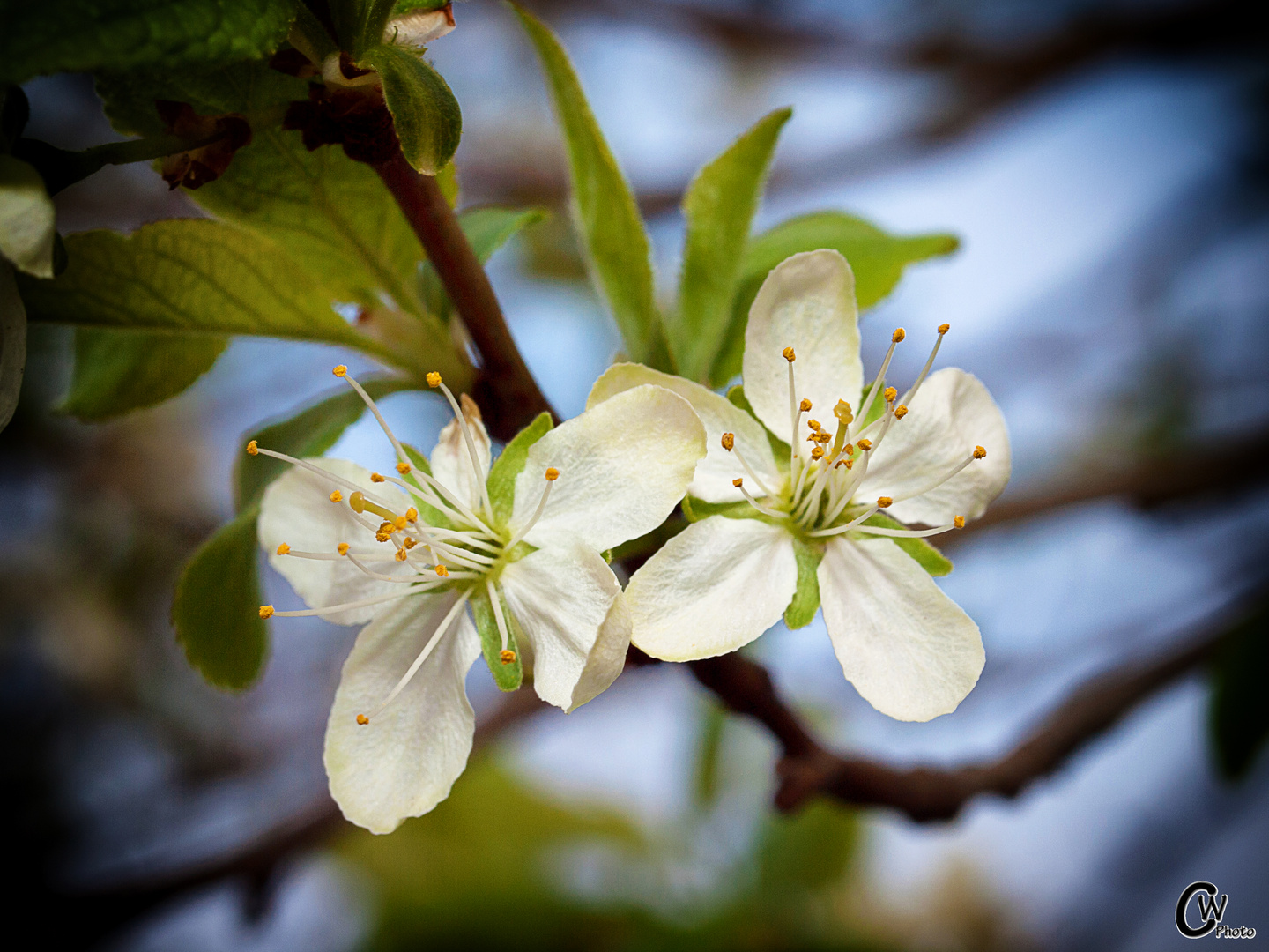 Zwetschgenblüte 2014