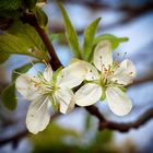 Zwetschgenblüte 2014