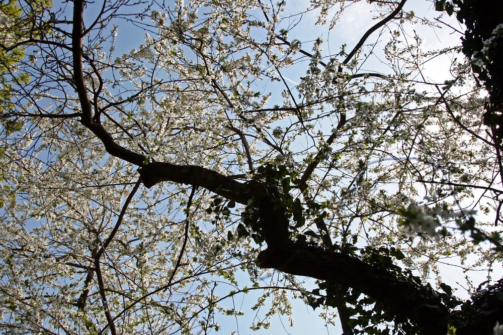 Zwetschgenblüte