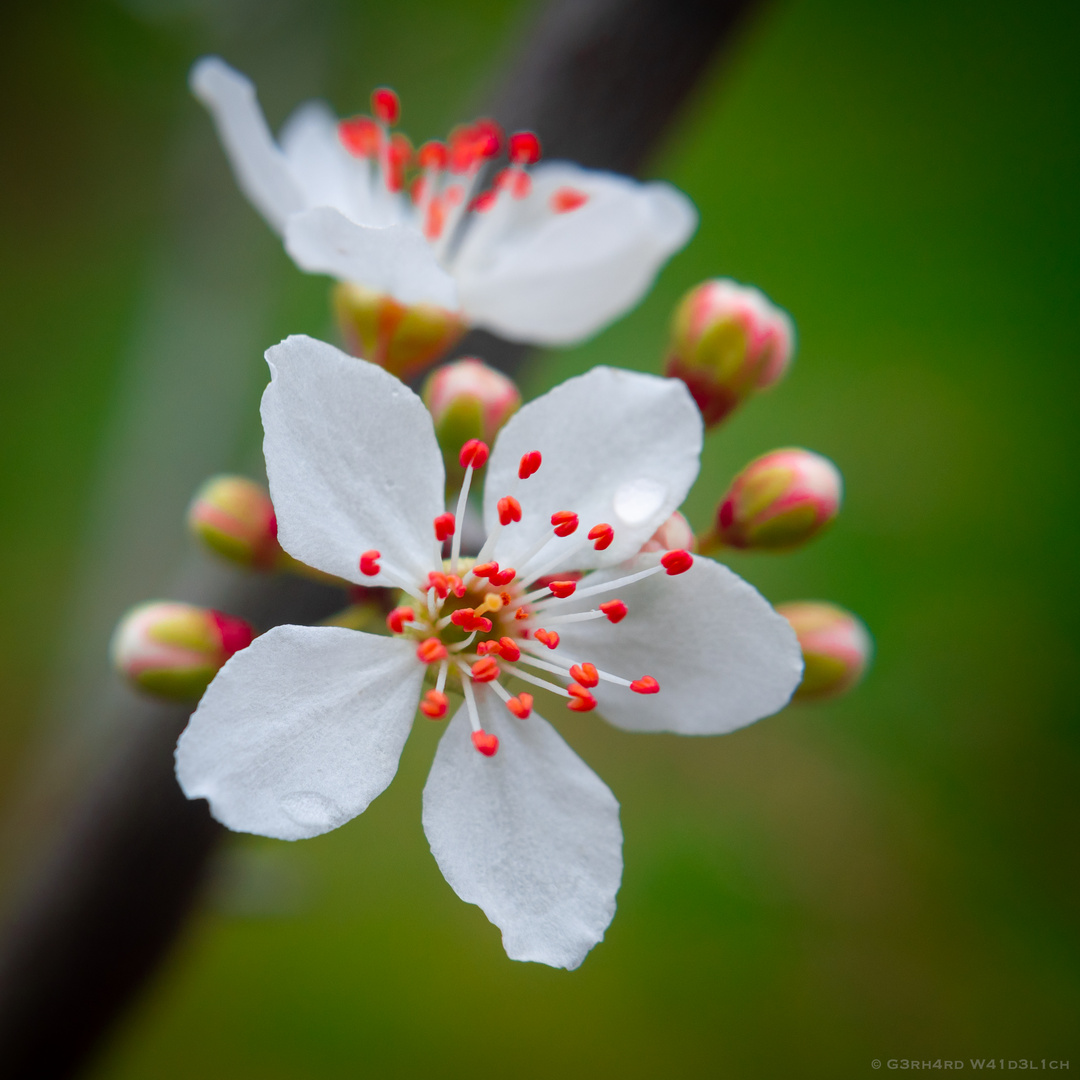 Zwetschgenblüte