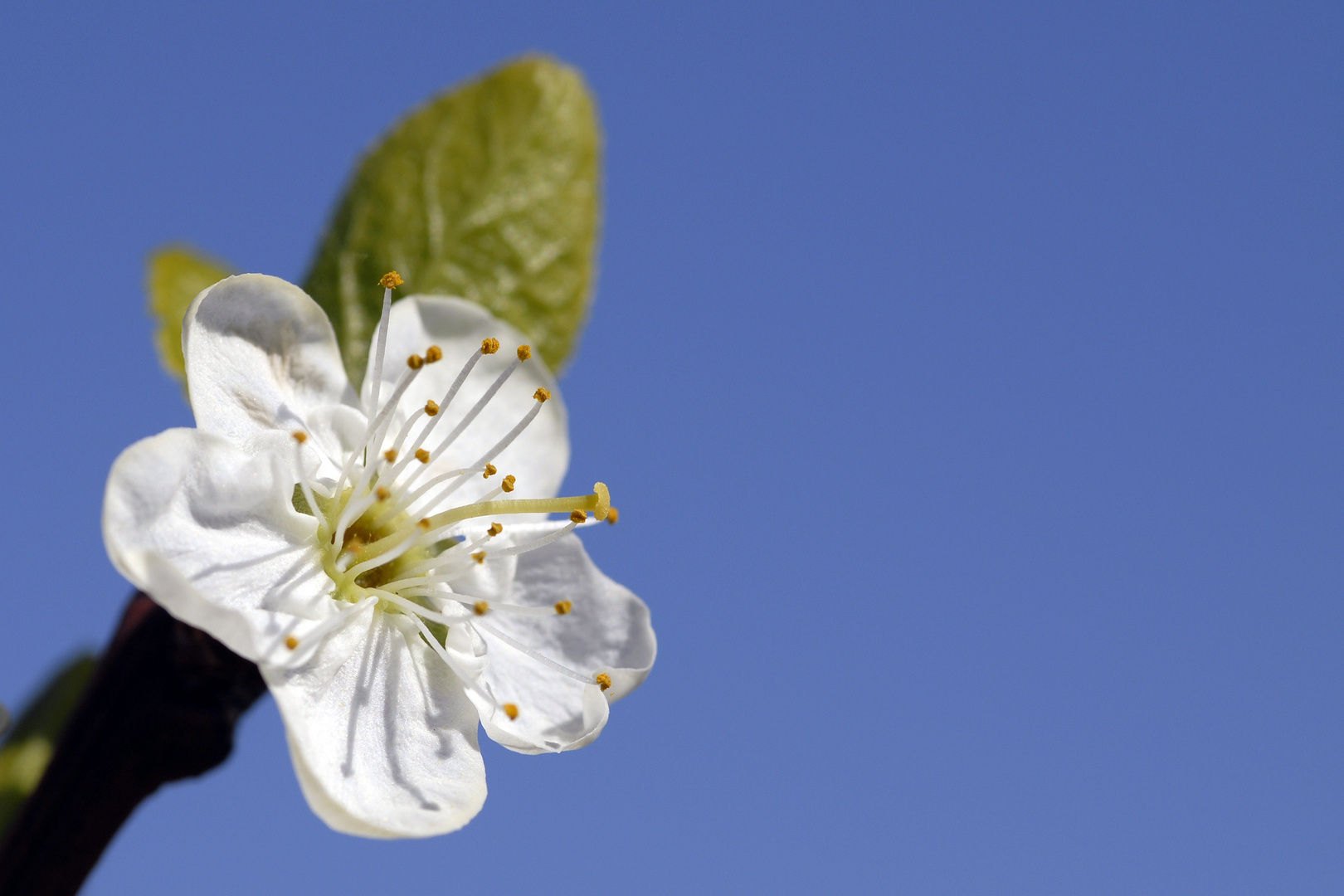 Zwetschgenblüte