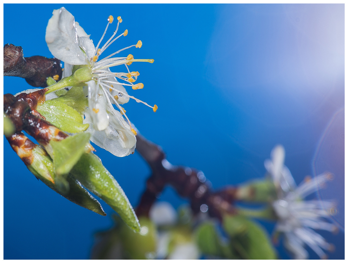 Zwetschgenblüte