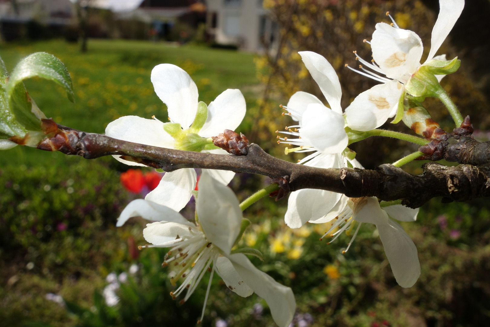 Zwetschgenblüte