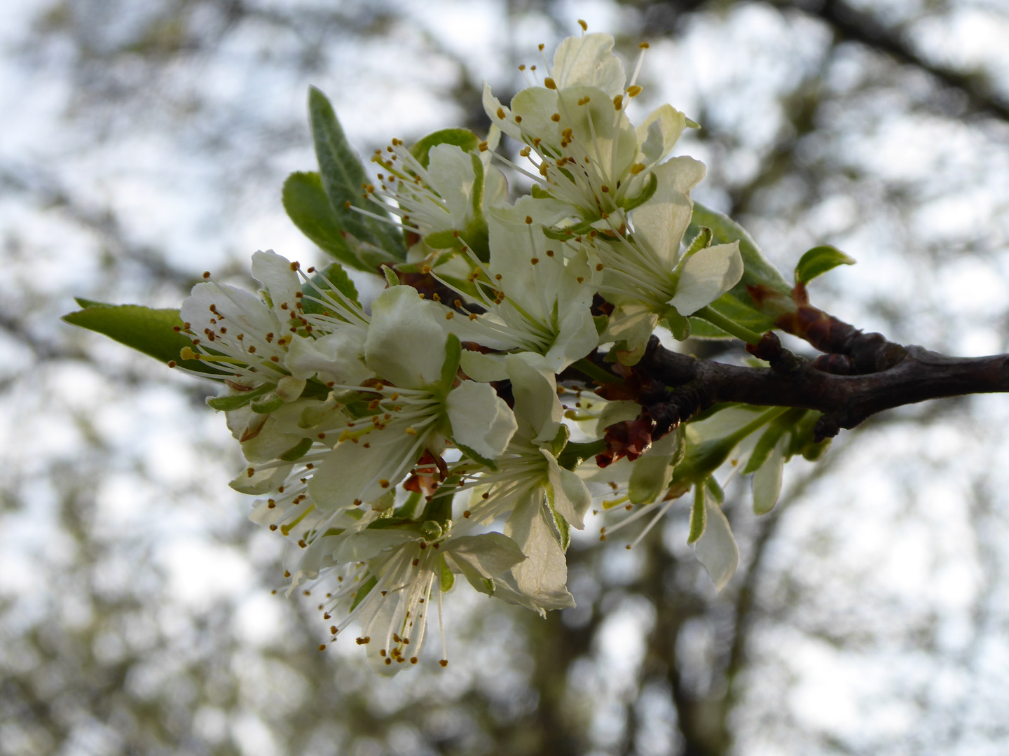 Zwetschgenblüte