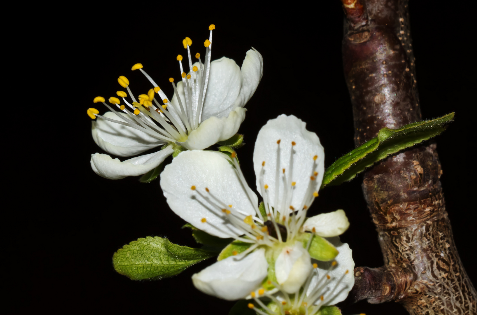 Zwetschgenblüte