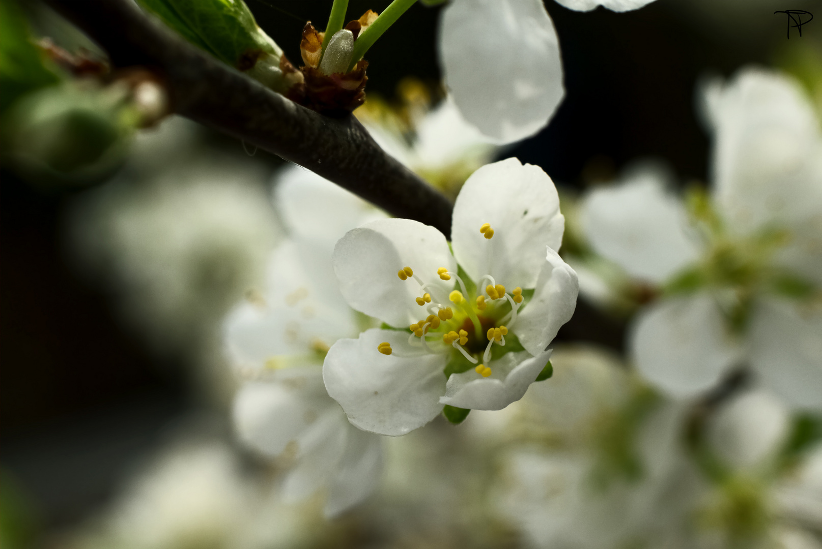 Zwetschgenblüte