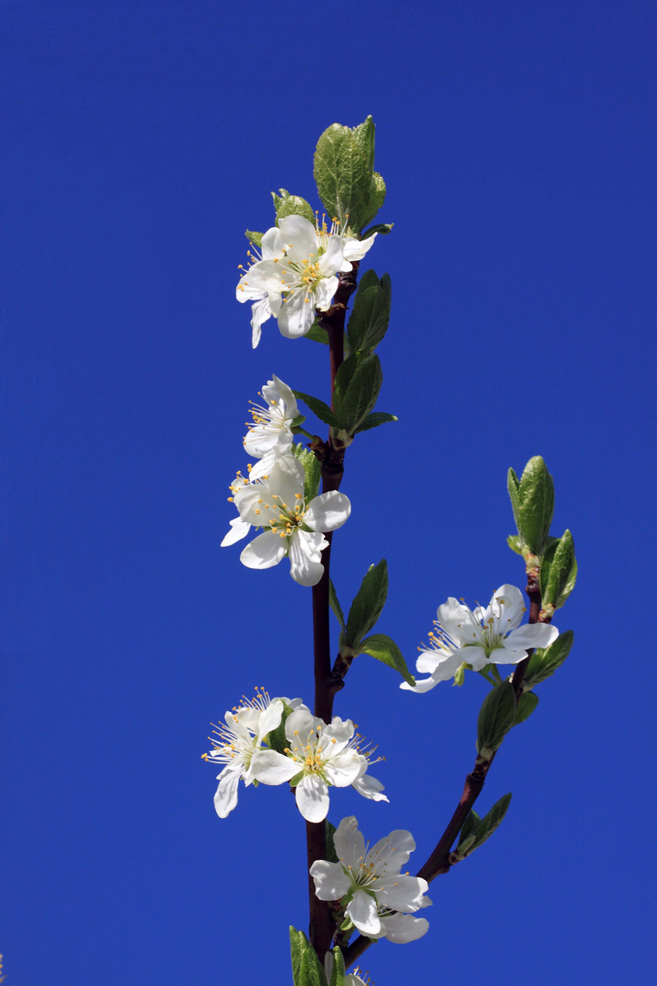 Zwetschgenblüte