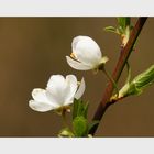 Zwetschgenblüte