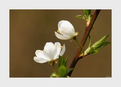 Zwetschgenblüte