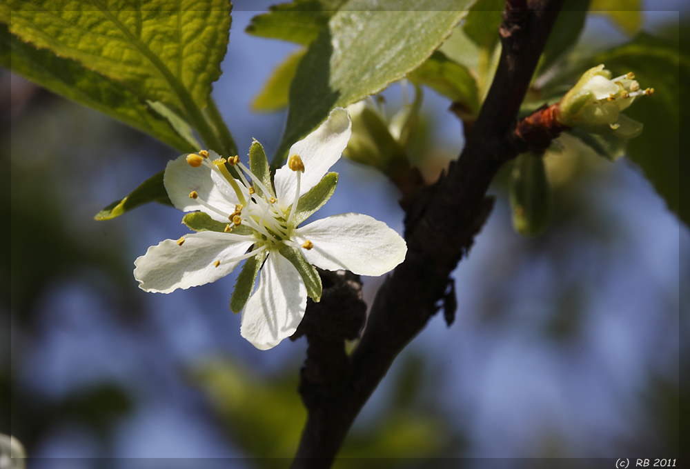 Zwetschgenblüte auf der Alb