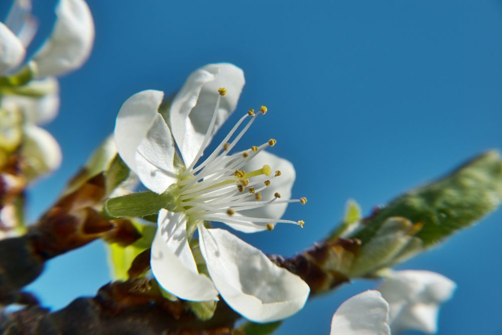 Zwetschgenblüte