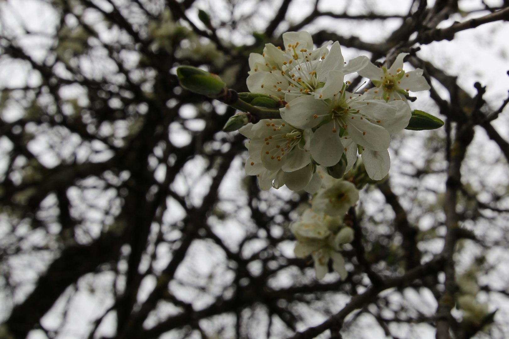 Zwetschgenblüte