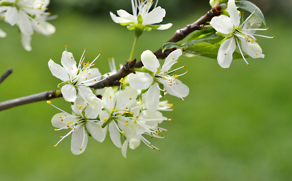 Zwetschgenblüte