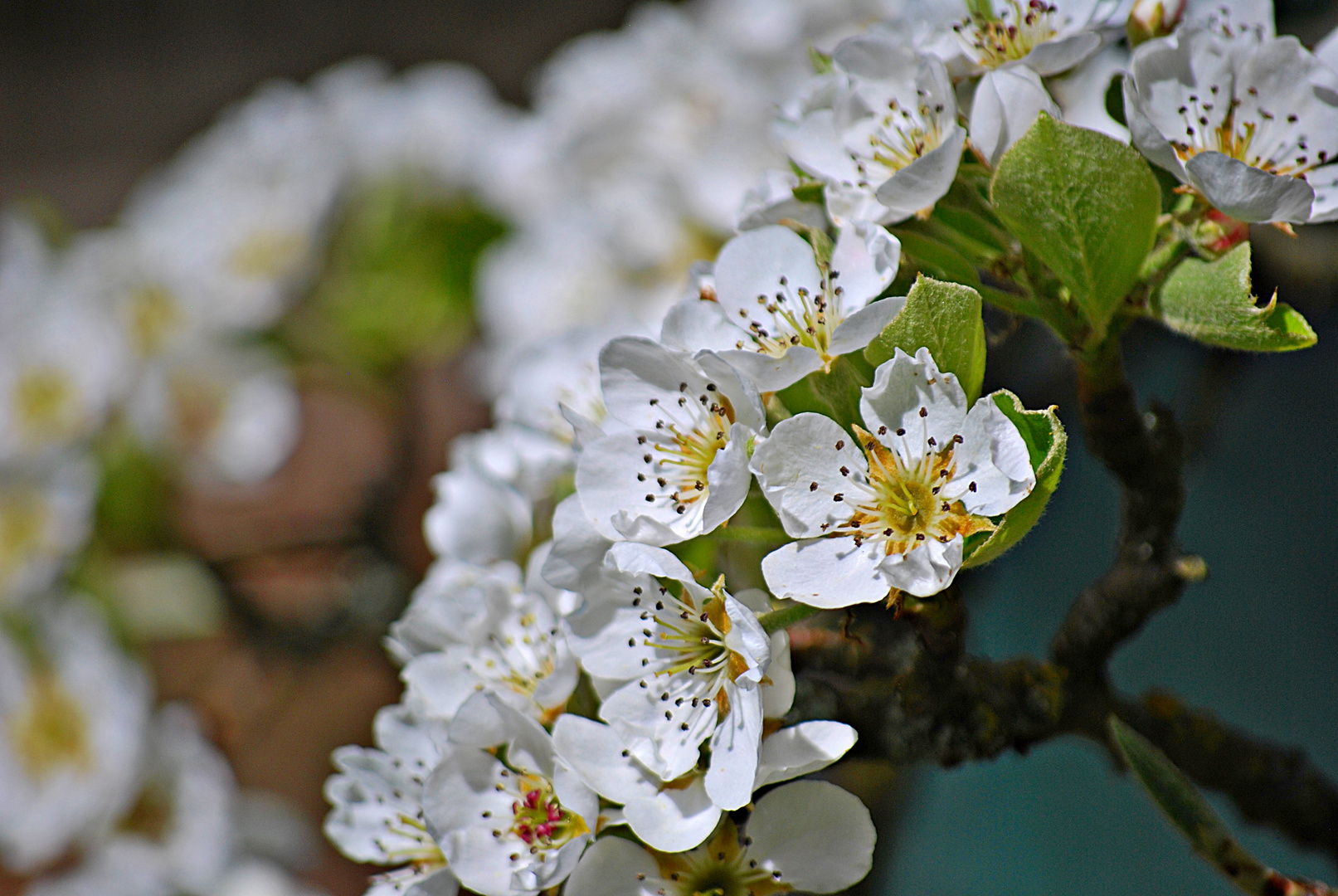 Zwetschgenblüte...