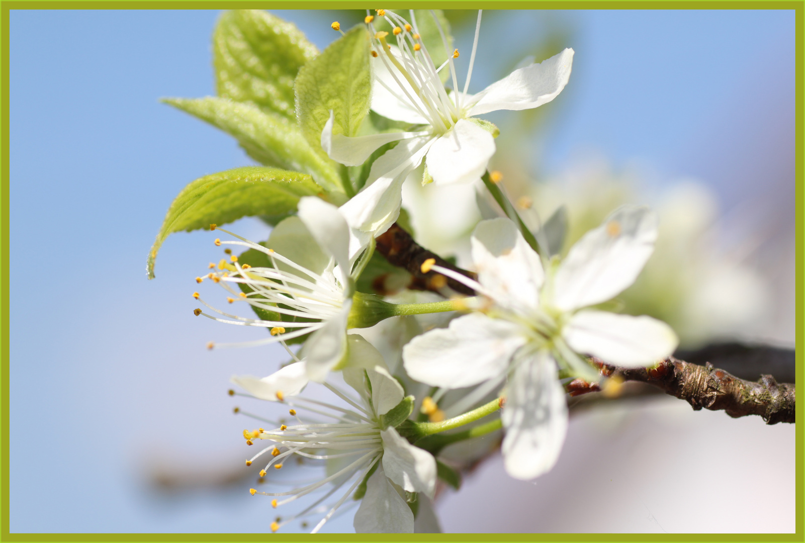 Zwetschgenblüte