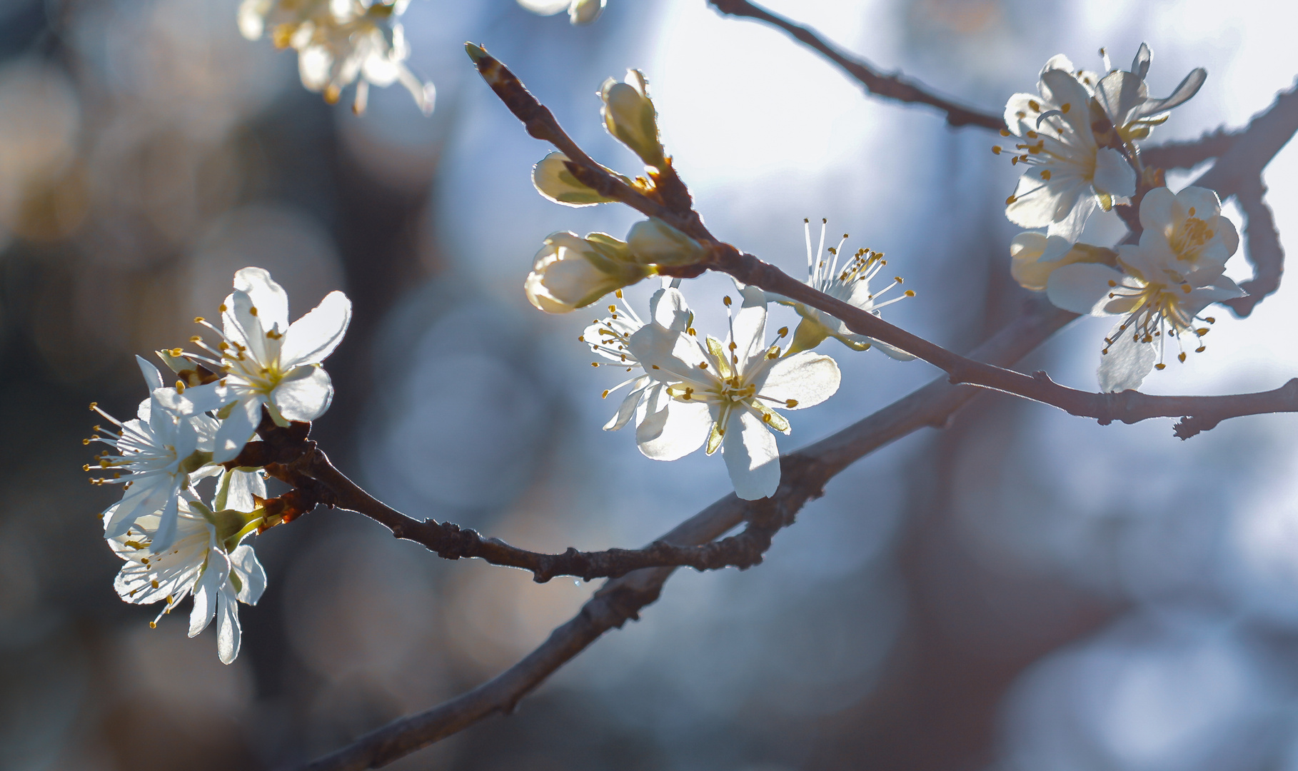 Zwetschgenblüte