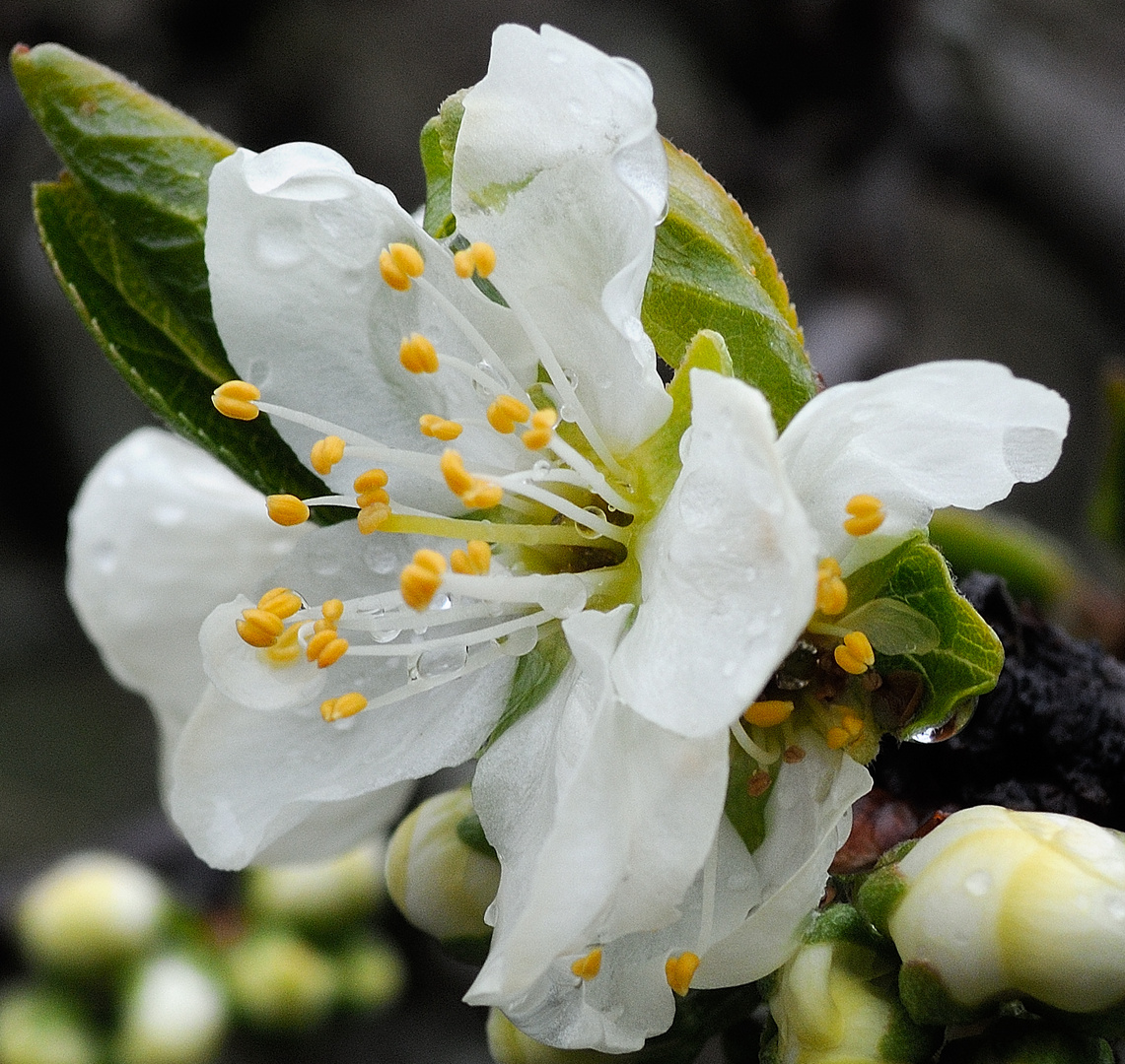 Zwetschgenblüte