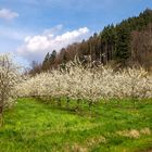 Zwetschgenblüte in der Ortenau