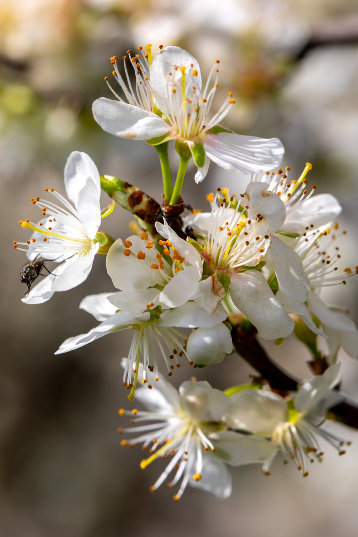 Zwetschgenblüte mit Besucher