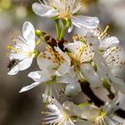 Zwetschgenblüte mit Besucher