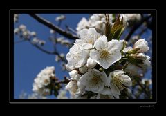 Zwetschgenblüten-1 Ostern 2007