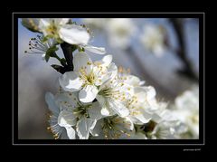 Zwetschgenblüten-2 Ostern 2007