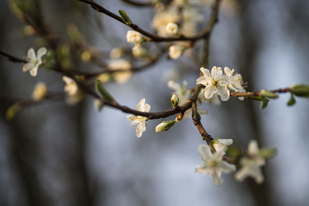 ~Zwetschgenblüten~