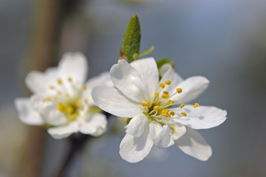 Zwetschgenblüten