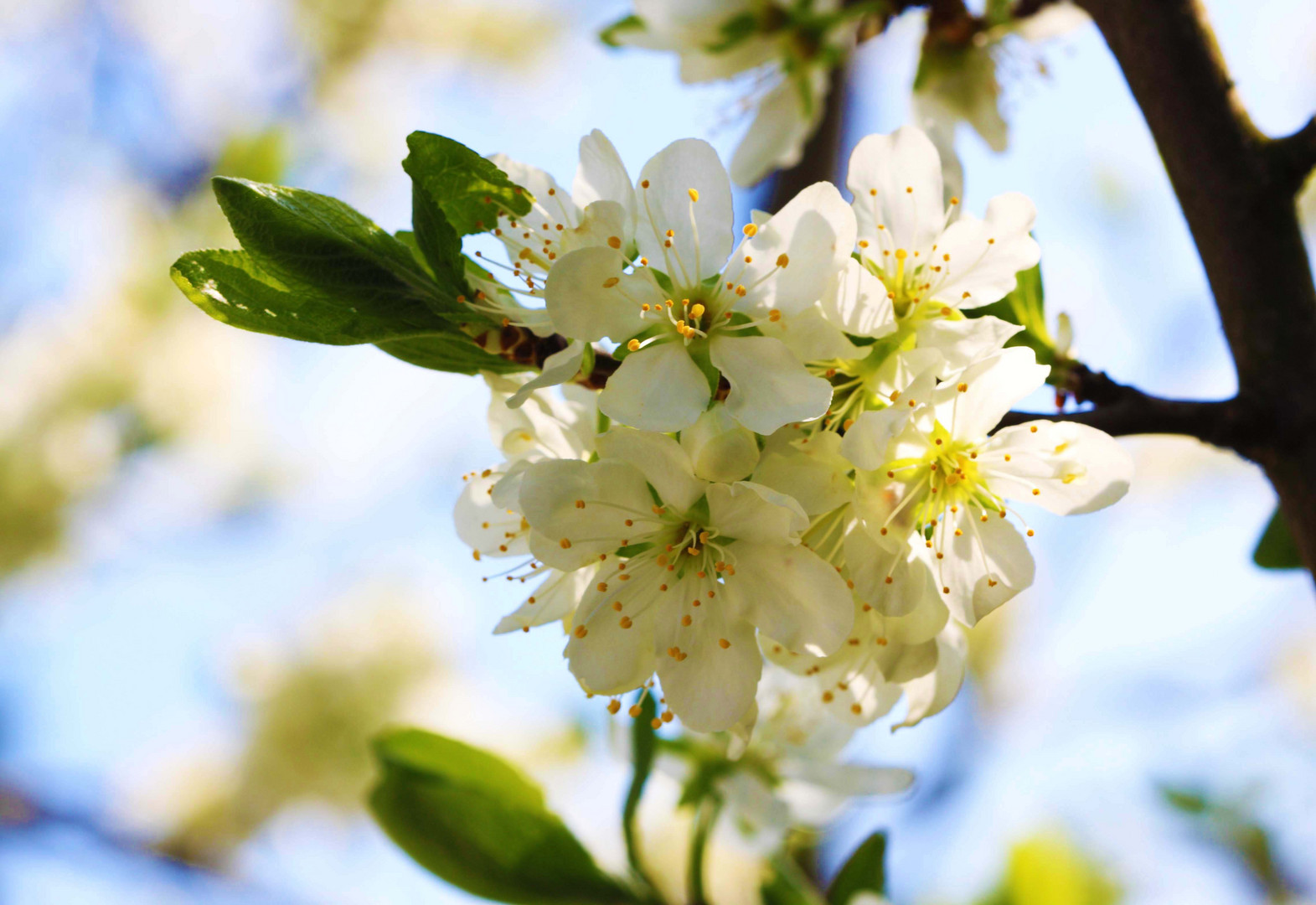 Zwetschgenblüten die zweite