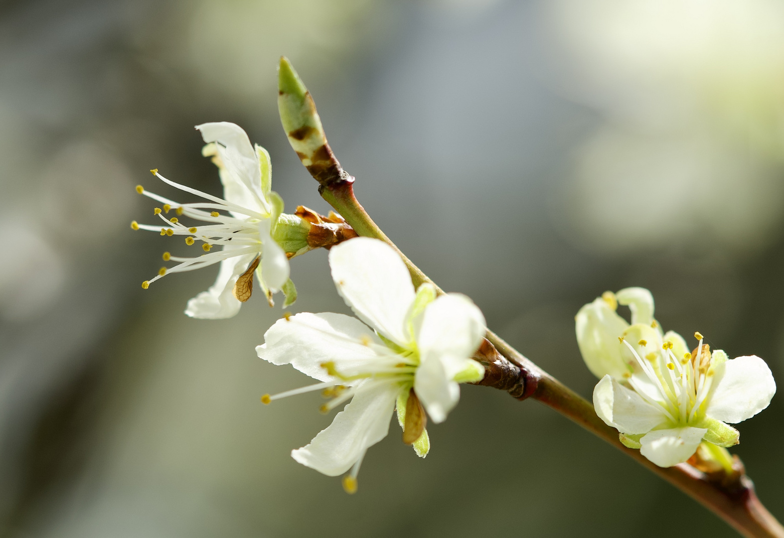 Zwetschgenblüten zum Mittwoch