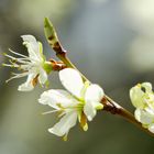 Zwetschgenblüten zum Mittwoch