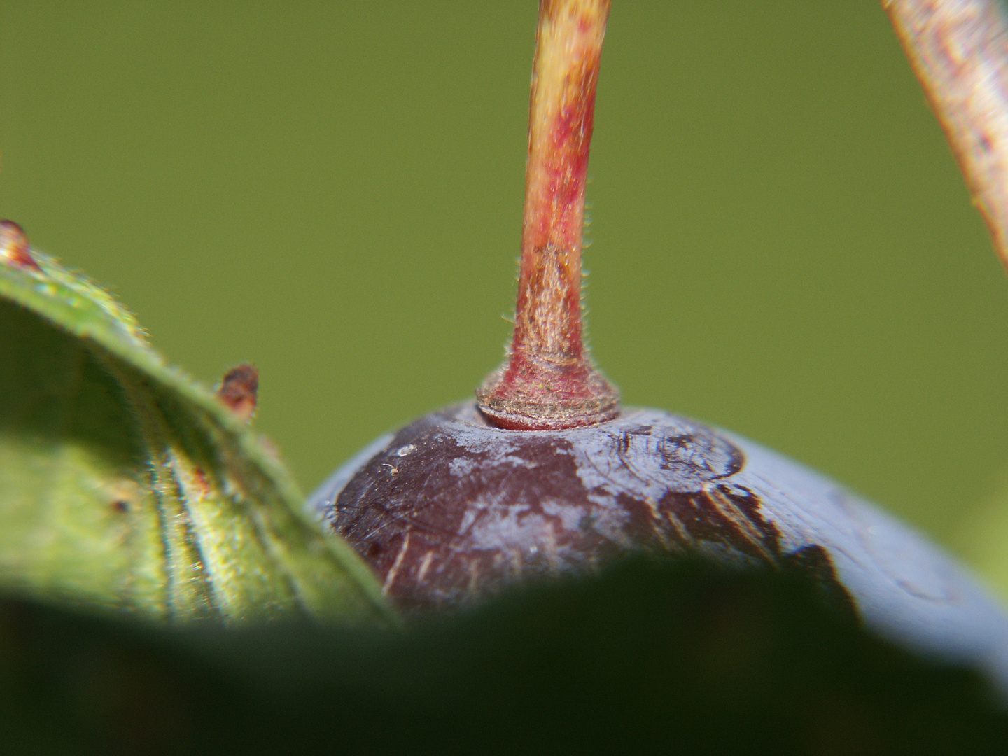 Zwetschgenmakro