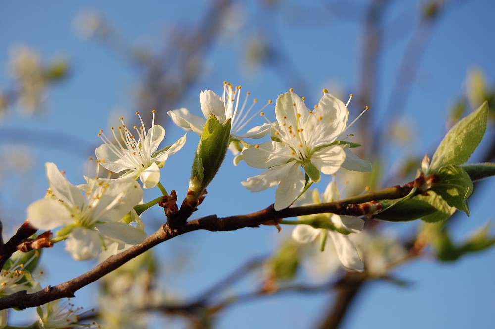 Zwetschkenblüte