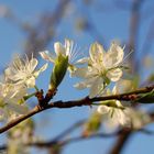 Zwetschkenblüte