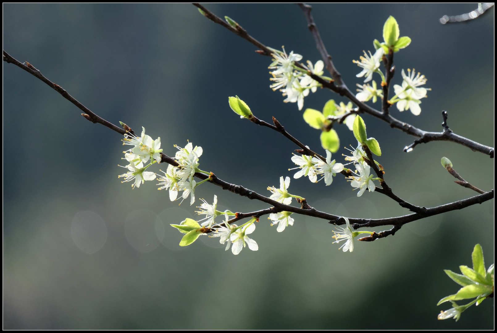 Zwetschkenblüten..