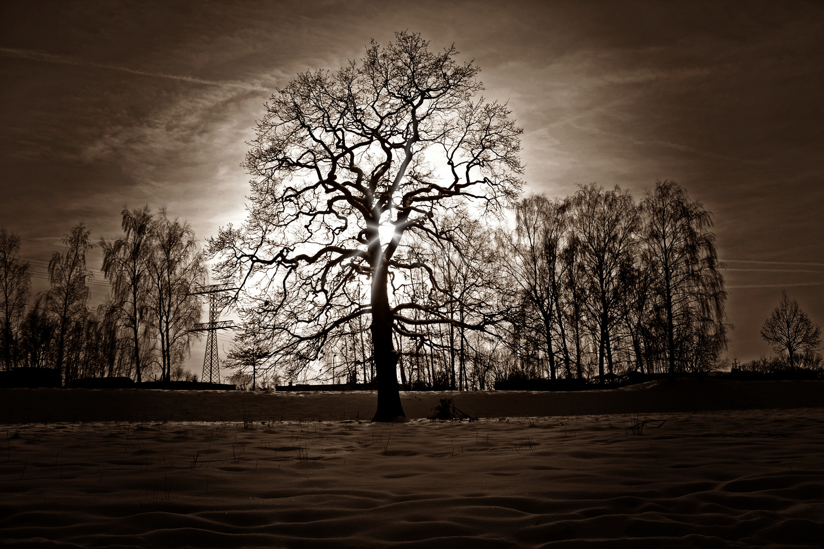 Zwickau - Der Baum an der Mulde