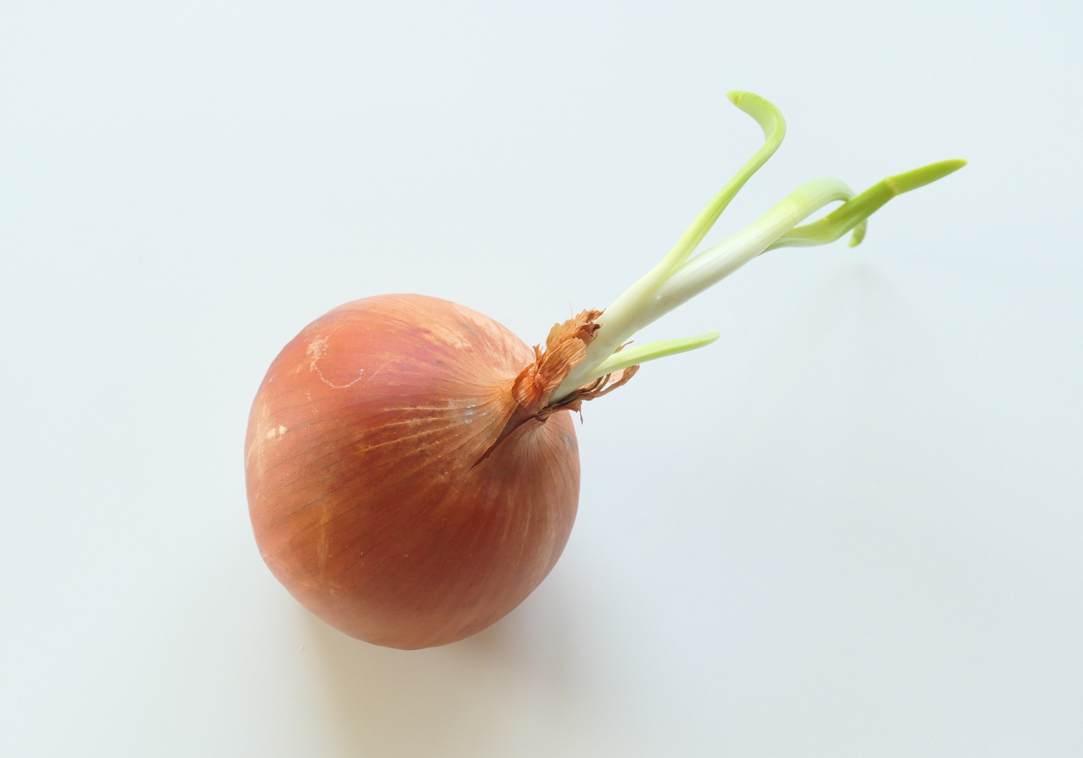 Zwiebel Foto & Bild | essen, garden, gemüse Bilder auf fotocommunity