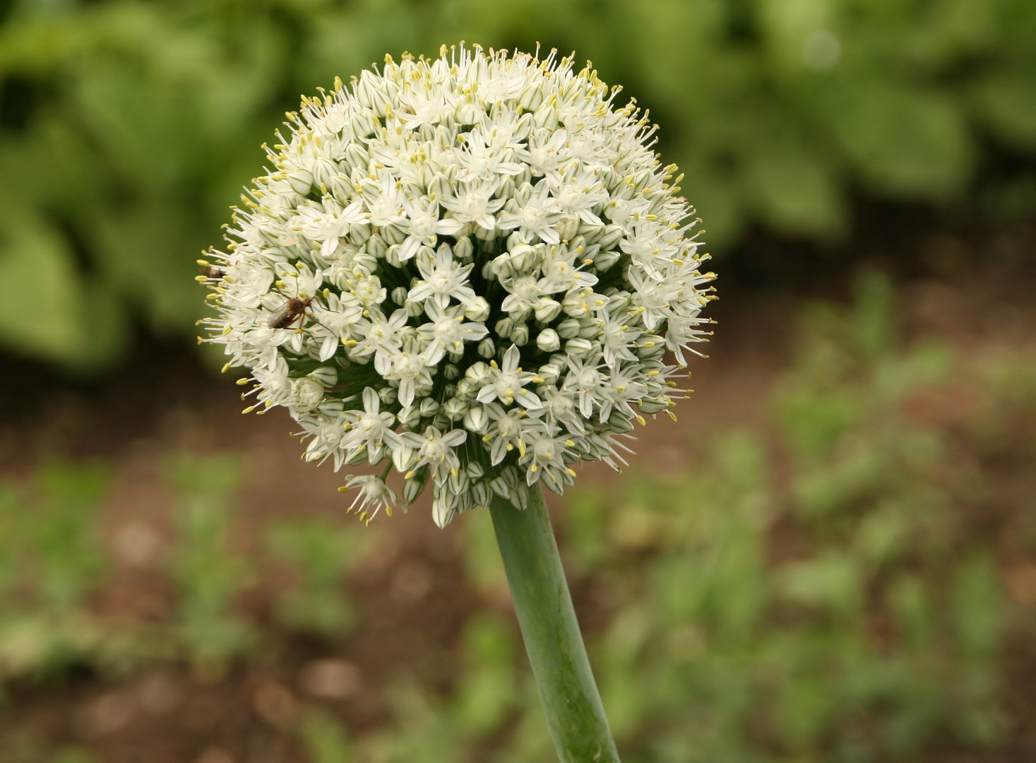 Zwiebel -Blüte