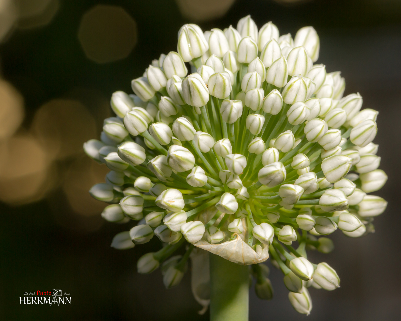 Zwiebel Blüte