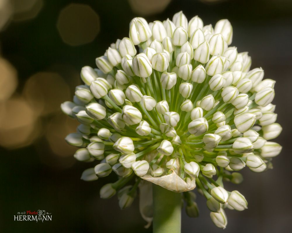 Zwiebel Blüte Foto & Bild natur Bilder auf