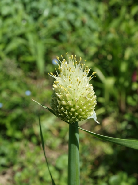 ZWIEBEL