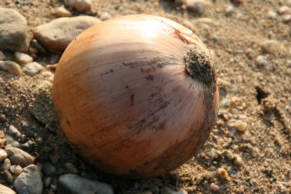 zwiebel