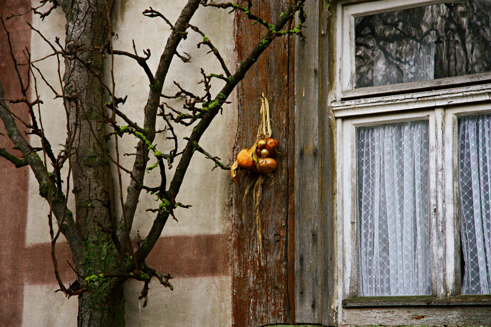 Zwiebel-Fenster